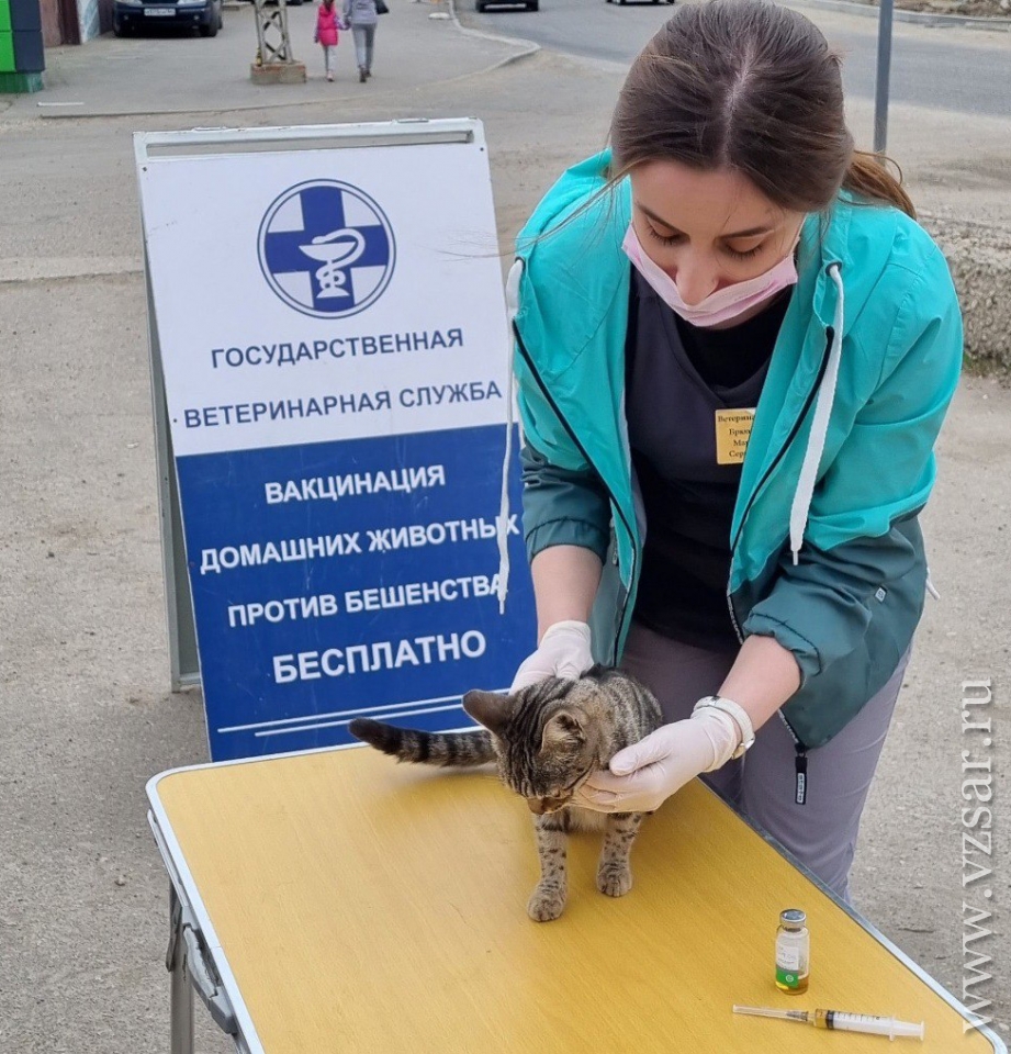 Саратовцы бесплатно привили от бешенства четыре сотни собак и кошек |  12.06.2024 | Саратов - БезФормата